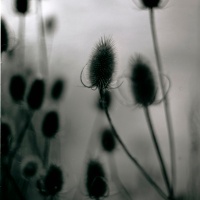 Adox CMS20 - Fast Becoming a Favourite Slow Film